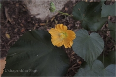 Abutilon neilgherrense